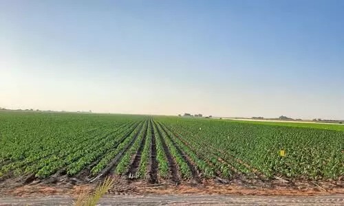 ജോ​​ലി​​ക്കാ​​രി​​ല്ല, ഒ​​മാ​​നി​​ൽ പ​​ച്ച​​ക്ക​​റി ഉ​​ൽ​​പാ​​ദ​​നം കു​​റ​​ഞ്ഞു