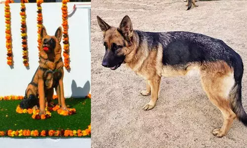 dog statue at uttar pradesh
