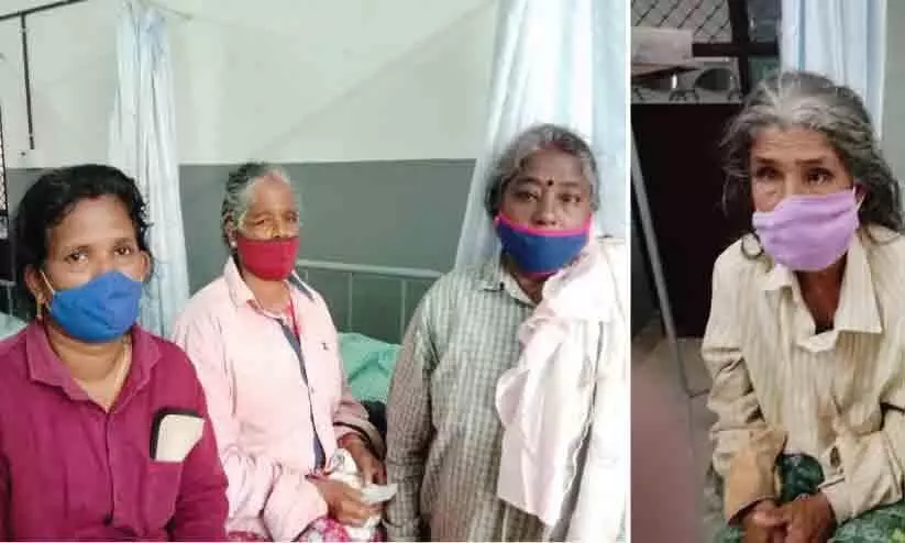 Thirteen people were injured in bee attack Thirteen people were injured in bee attack