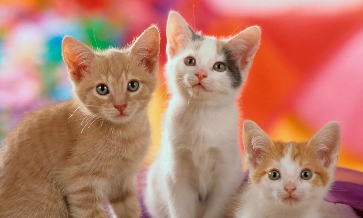 അയല്വാസിയുടെ വീട്ടില്നിന്നെത്തിയ ശേഷം വളർത്തുപൂച്ചകൾ ചാകുന്നുവെന്ന് പരാതി; പൊലീസ് അന്വേഷണം തുടങ്ങി അയല്വാസിയുടെ വീട്ടില്നിന്നെത്തിയ ശേഷം വളർത്തുപൂച്ചകൾ ചാകുന്നുവെന്ന് പരാതി; പൊലീസ് അന്വേഷണം തുടങ്ങി