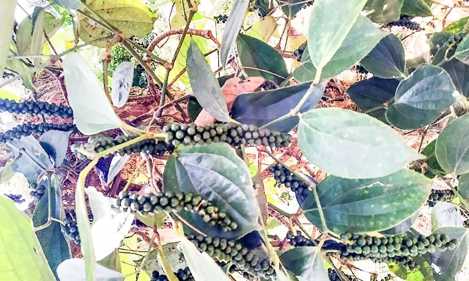 വിളവെടുപ്പ് സീസൺ; നിറകണ്ണുകളുമായി കർഷകർ