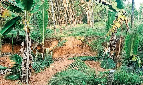 മൂ​ത്തേ​ടം ക​ല്‍ക്കു​ള​ത്ത് കാ​ട്ടാ​ന വിളയാട്ടം