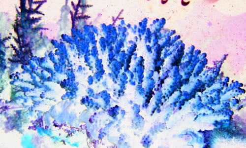 ഫുജൈറയിലുണ്ട്​ പവിഴപുറ്റുകള്‍ വിളയും പാടം