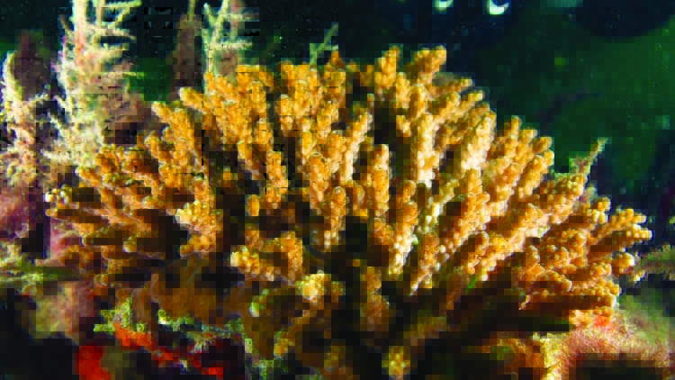 ഫുജൈറയിലുണ്ട്​ പവിഴപുറ്റുകള്‍ വിളയും പാടം