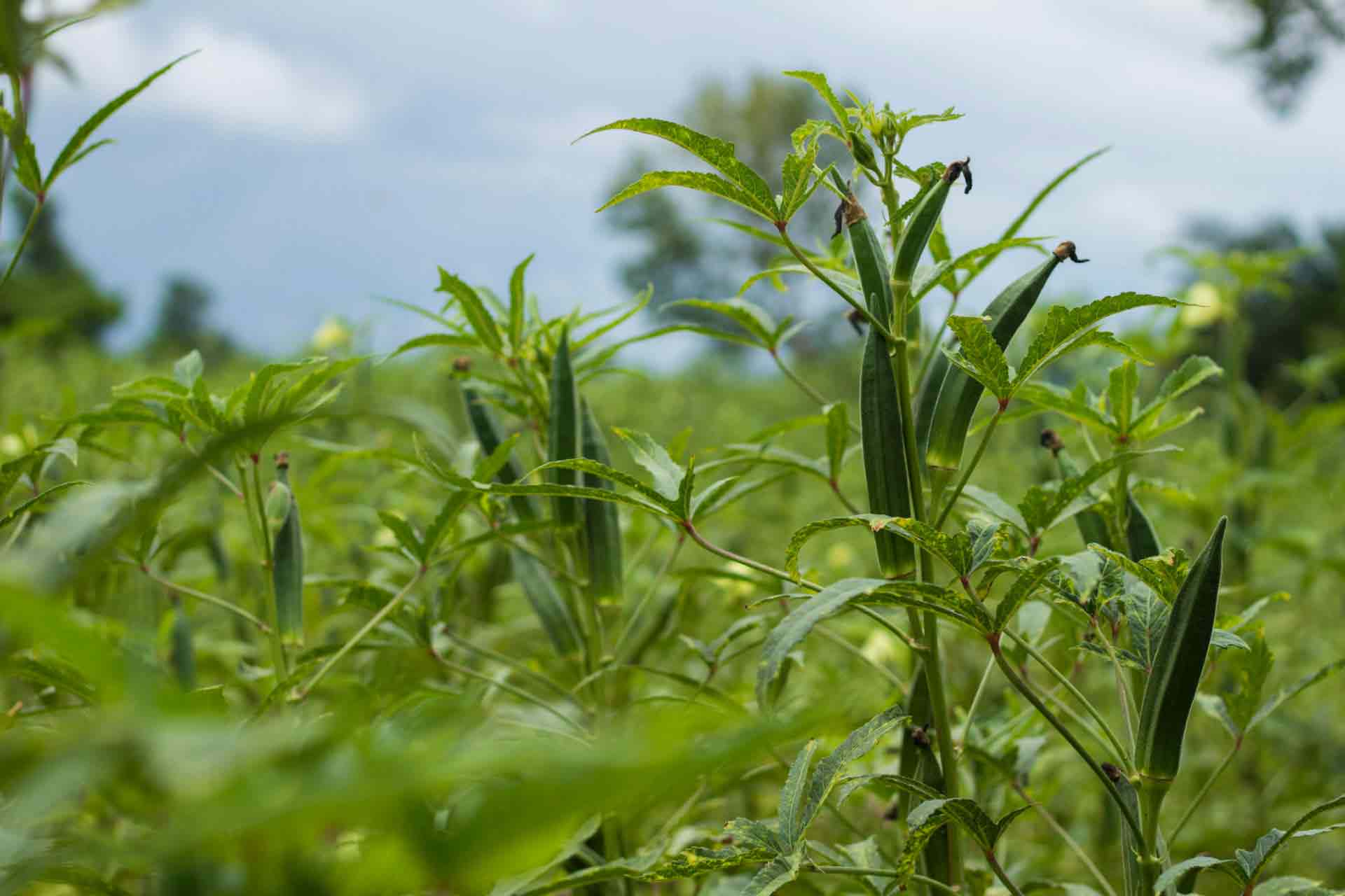 ladies finger ladies finger