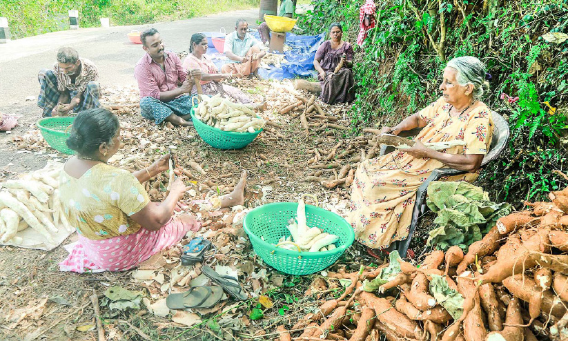 വാട്ട് എ കപ്പ; മലയോരത്ത് ഇത് കപ്പവാട്ട് കാലം വാട്ട് എ കപ്പ; മലയോരത്ത് ഇത് കപ്പവാട്ട് കാലം