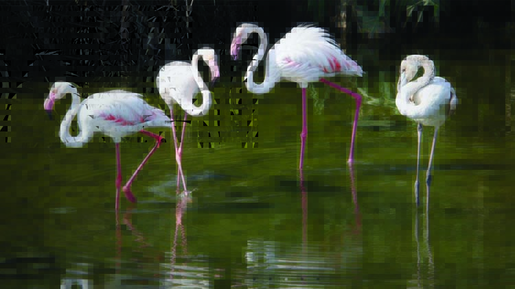 അ​ര​യ​ന്ന​ങ്ങ​ളെ കാ​ണ​ണ്ടേ? അ​ൽ വ​ത്ബ​യി​ലേ​ക്ക്​ വാ