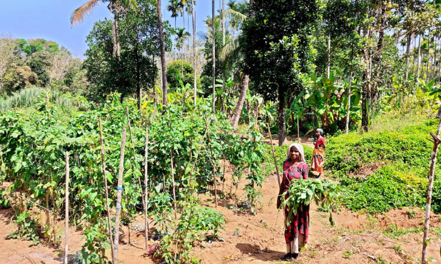 ഗീതയുടെ കൂര കണ്ടാൽ കണ്ണുനിറയും; പച്ചക്കറി തോട്ടം കണ്ടാൽ മനസും​