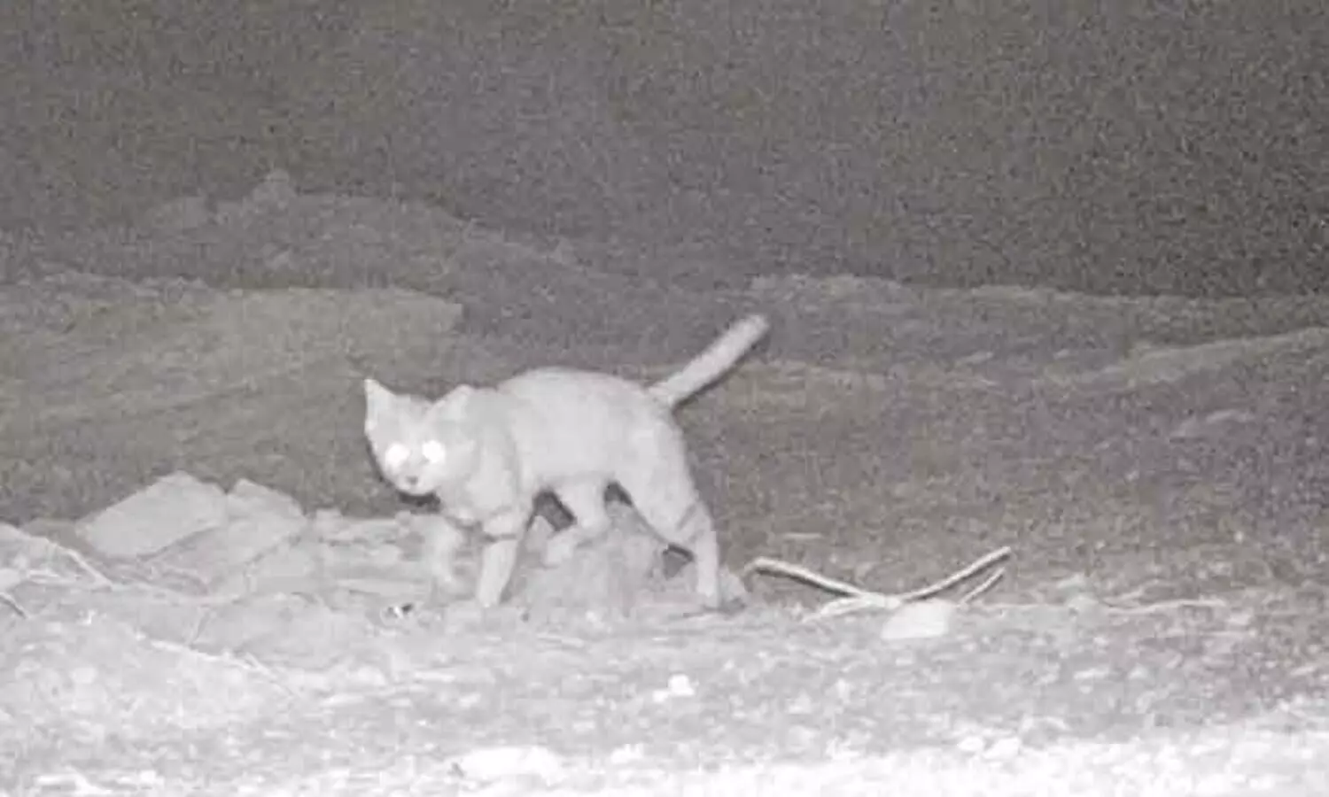 ദോ​ഫാ​റി​ൽ മ​ണ​ൽ​പൂ​ച്ച കാ​മ​റ​ക്ക​ണ്ണി​ൽ കു​ടു​ങ്ങി