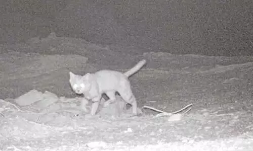 ദോ​ഫാ​റി​ൽ മ​ണ​ൽ​പൂ​ച്ച കാ​മ​റ​ക്ക​ണ്ണി​ൽ കു​ടു​ങ്ങി