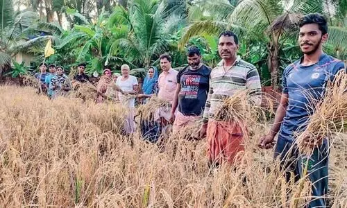 പു​തു​ത​ല​മു​റ​യെ നെ​ൽ​കൃ​ഷി​പാ​ഠം പ​രി​ശീ​ലി​പ്പി​ച്ച് അ​മ​രി​യി​ൽ കു​ടും​ബം