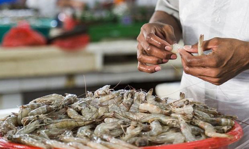 കോവിഡ്​ പ്രതിസന്ധി ഒഴിയാതെ  സമുദ്രോൽപന്ന വ്യവസായ മേഖല