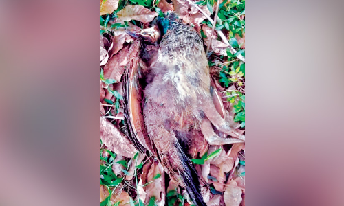 റ​ബ​ർ തോ​ട്ട​ത്തി​ൽ മയിലുകൾ ചത്തനിലയിൽ