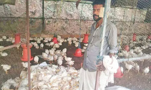 അ​ജ്ഞാ​ത​ ജീ​വി​യു​ടെ ആ​ക്ര​മ​ണ​ത്തി​ൽ 300 കോ​ഴി​ക​ള്‍ ച​ത്തു