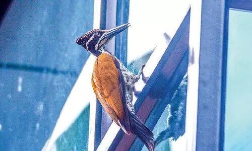 മരംകൊത്തി ഏത് നിമിഷവും ആക്രമിക്കാം; ഹെല്മറ്റ് ധരിക്കാതെ പുറത്തിറങ്ങാൻ ഭയന്ന് നാട്ടുകാർ മരംകൊത്തി ഏത് നിമിഷവും ആക്രമിക്കാം; ഹെല്മറ്റ് ധരിക്കാതെ പുറത്തിറങ്ങാൻ ഭയന്ന് നാട്ടുകാർ