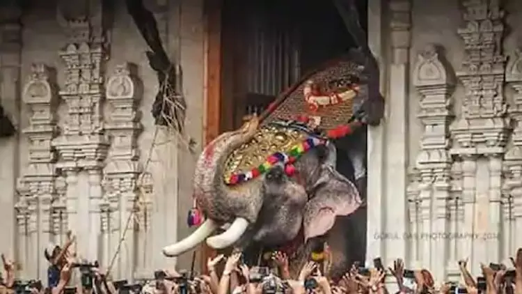 തെച്ചിക്കോട്ടുകാവ് രാമചന്ദ്രൻ വീണ്ടും കോലമേന്തി തെച്ചിക്കോട്ടുകാവ് രാമചന്ദ്രൻ വീണ്ടും കോലമേന്തി