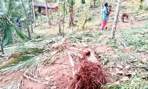 പറക്കാട് കോളനിയിൽ കാട്ടാനയിറങ്ങി; വൻ കൃഷിനാശം