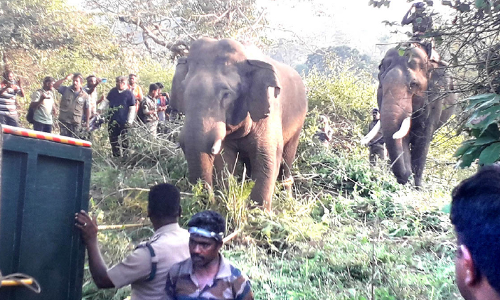 മൂ​ന്നു​പേ​രെ കൊ​ന്ന കാ​ട്ടു​കൊ​മ്പ​ൻ ഒ​മ്പ​തു ദി​വ​സ​ത്തെ ശ്ര​മ​ത്തിനൊടുവിൽ പി​ടി​യിൽ