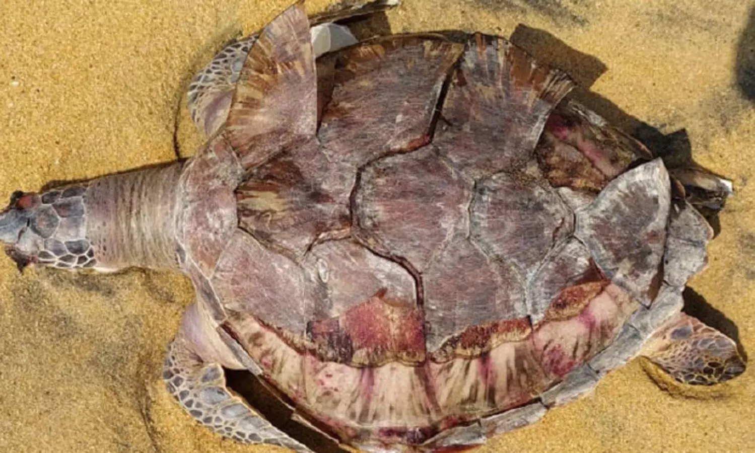 കൊല്ലം ബീച്ചിൽ കടലാമ കരക്കടിഞ്ഞു