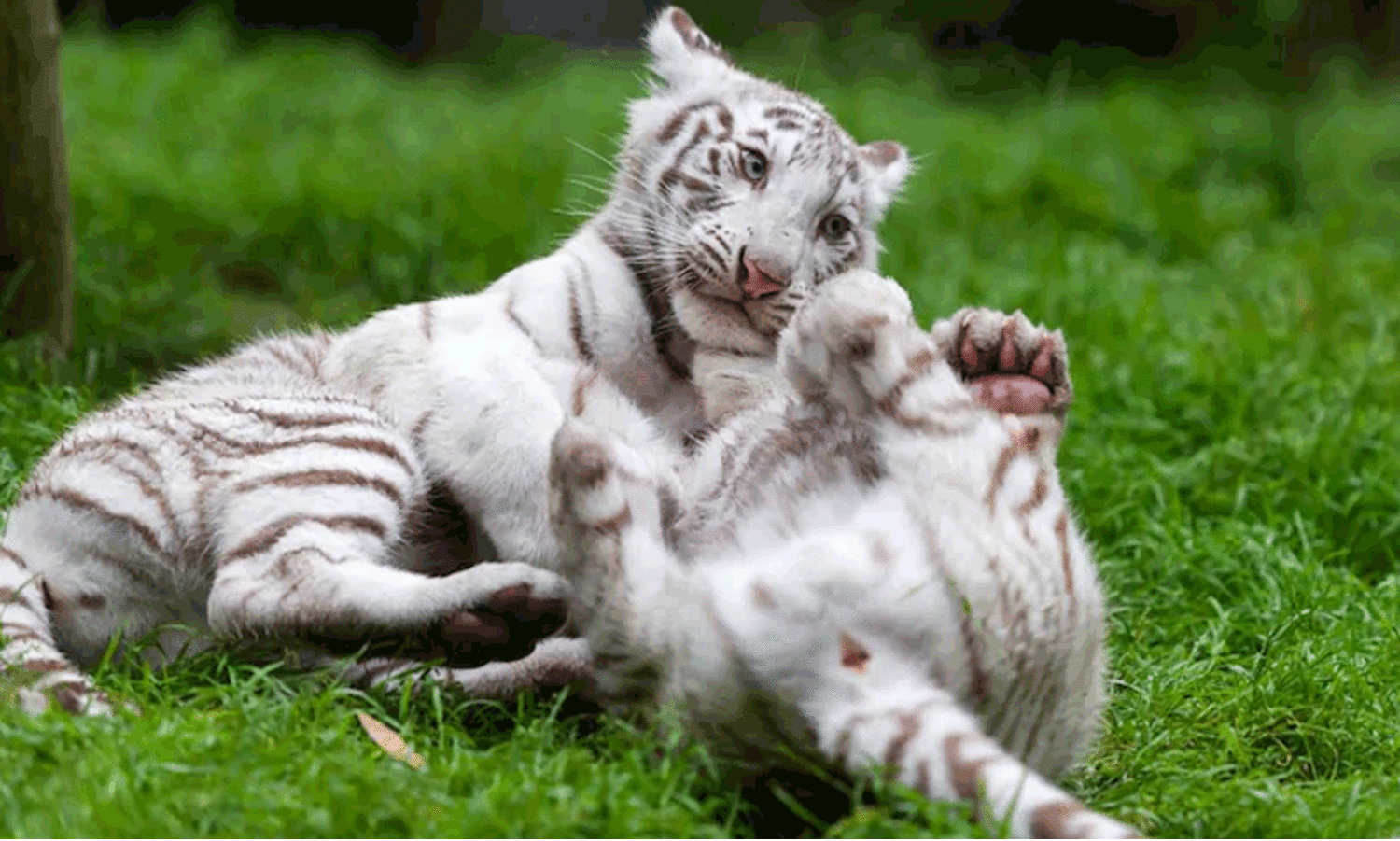 ലാ​ഹോർ മൃഗശാലയിൽ രണ്ട്​ കടുവക്കുട്ടികൾ ചത്തു; കോവിഡ്​ ബാധിച്ചെന്ന്​ കണ്ടെത്തൽ