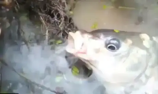 ഇത്​ ശരിക്കും സത്യമാണോ? ആരലിനെ പിടിക്കാൻ പുക വിട്ട്​ മത്സ്യം- ഞെട്ടിക്കുന്ന വീഡിയോ വൈറൽ