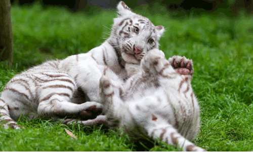 ലാ​ഹോർ മൃഗശാലയിൽ രണ്ട്​ കടുവക്കുട്ടികൾ ചത്തു; കോവിഡ്​ ബാധിച്ചെന്ന്​ കണ്ടെത്തൽ