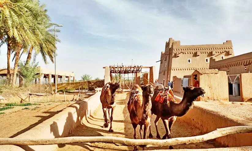 മ​ക്‌​സൂ​റ അ​ൽ രാ​ജി​ഹി : ഖ​സീം പ്ര​വി​ശ്യ​യു​ടെ കാ​ർ​ഷി​ക പെ​രു​മ​ക്ക്​ ച​രി​ത്ര​ത്തി​െൻറ ജ​ല​സ്​​പ​ർ​ശം