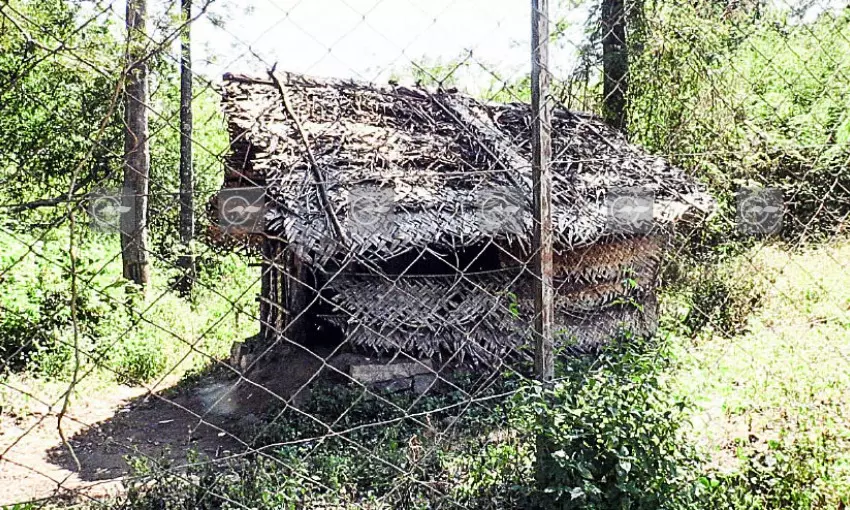 sandle forest sandle forest