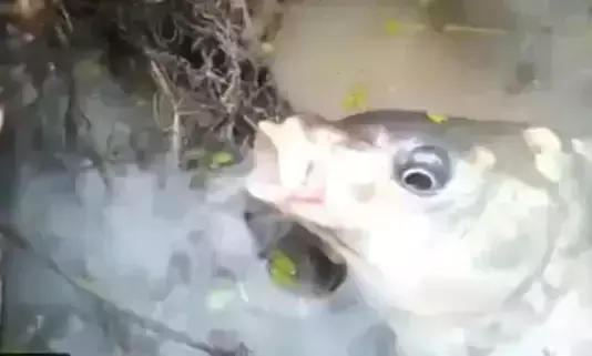 ഇത് ശരിക്കും സത്യമാണോ? ആരലിനെ പിടിക്കാൻ പുക വിട്ട് മത്സ്യം- ഞെട്ടിക്കുന്ന വീഡിയോ വൈറൽ ഇത് ശരിക്കും സത്യമാണോ? ആരലിനെ പിടിക്കാൻ പുക വിട്ട് മത്സ്യം- ഞെട്ടിക്കുന്ന വീഡിയോ വൈറൽ