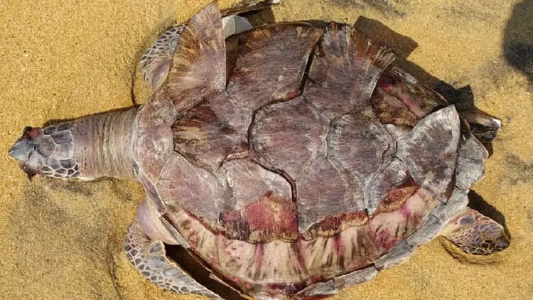 കൊല്ലം ബീച്ചിൽ കടലാമ കരക്കടിഞ്ഞു