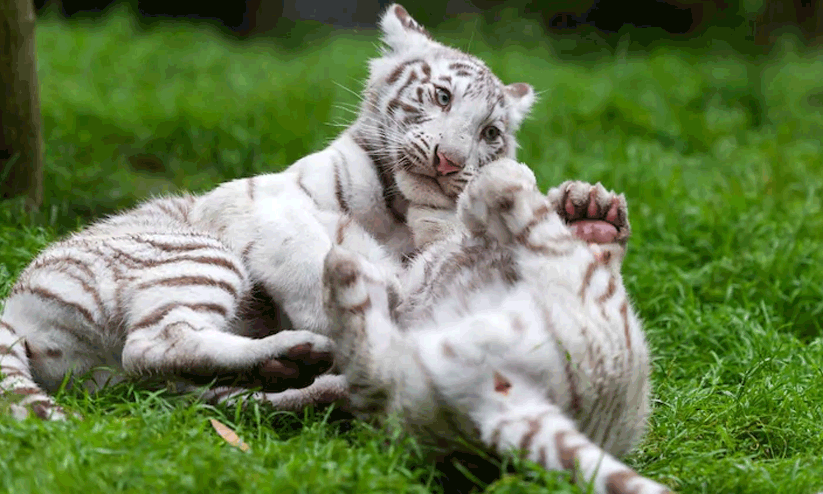 ലാഹോർ മൃഗശാലയിൽ രണ്ട് കടുവക്കുട്ടികൾ ചത്തു; കോവിഡ് ബാധിച്ചെന്ന് കണ്ടെത്തൽ ലാഹോർ മൃഗശാലയിൽ രണ്ട് കടുവക്കുട്ടികൾ ചത്തു; കോവിഡ് ബാധിച്ചെന്ന് കണ്ടെത്തൽ