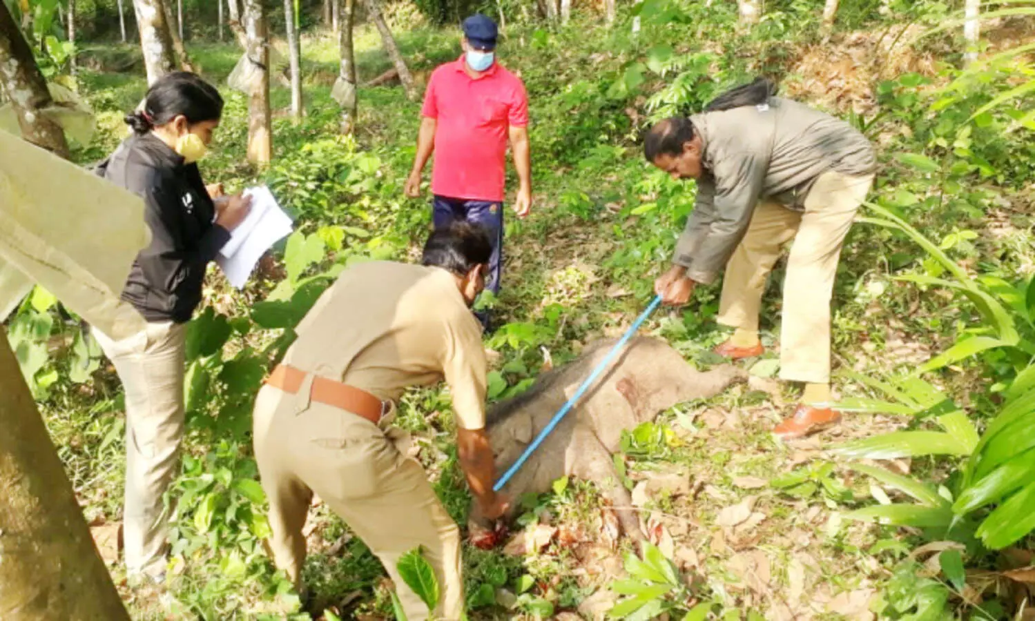 കാട്ടുപന്നിയെ വെടിവെച്ചുകൊന്നു