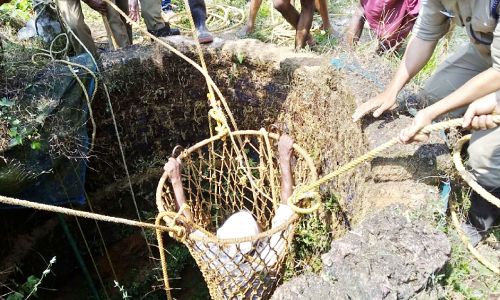 ആടിനെ രക്ഷിക്കാനിറങ്ങി കിണറ്റിൽ പെട്ടു