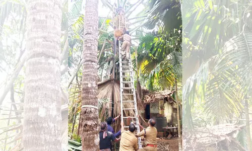 പ​ന​യോ​ല വെ​ട്ടി​മാ​റ്റിുന്നതിനിടെ ര​ക്ത​സ​മ്മ​ർ​ദം കൂ​ടി​ കുടുങ്ങിയ തൊഴിലാളിയെ രക്ഷിച്ചു