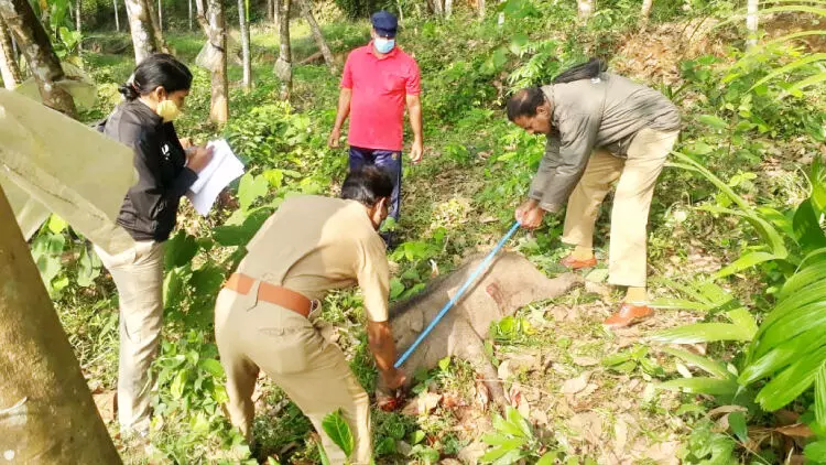 കാട്ടുപന്നിയെ വെടിവെച്ചുകൊന്നു