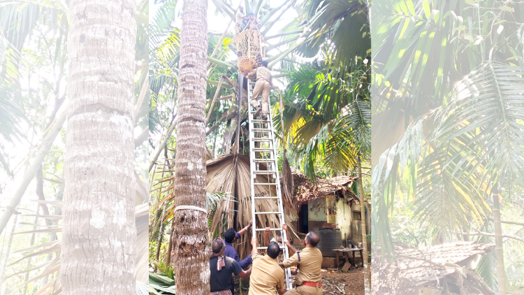 പനയോല വെട്ടിമാറ്റിുന്നതിനിടെ രക്തസമ്മർദം കൂടി കുടുങ്ങിയ തൊഴിലാളിയെ രക്ഷിച്ചു പനയോല വെട്ടിമാറ്റിുന്നതിനിടെ രക്തസമ്മർദം കൂടി കുടുങ്ങിയ തൊഴിലാളിയെ രക്ഷിച്ചു
