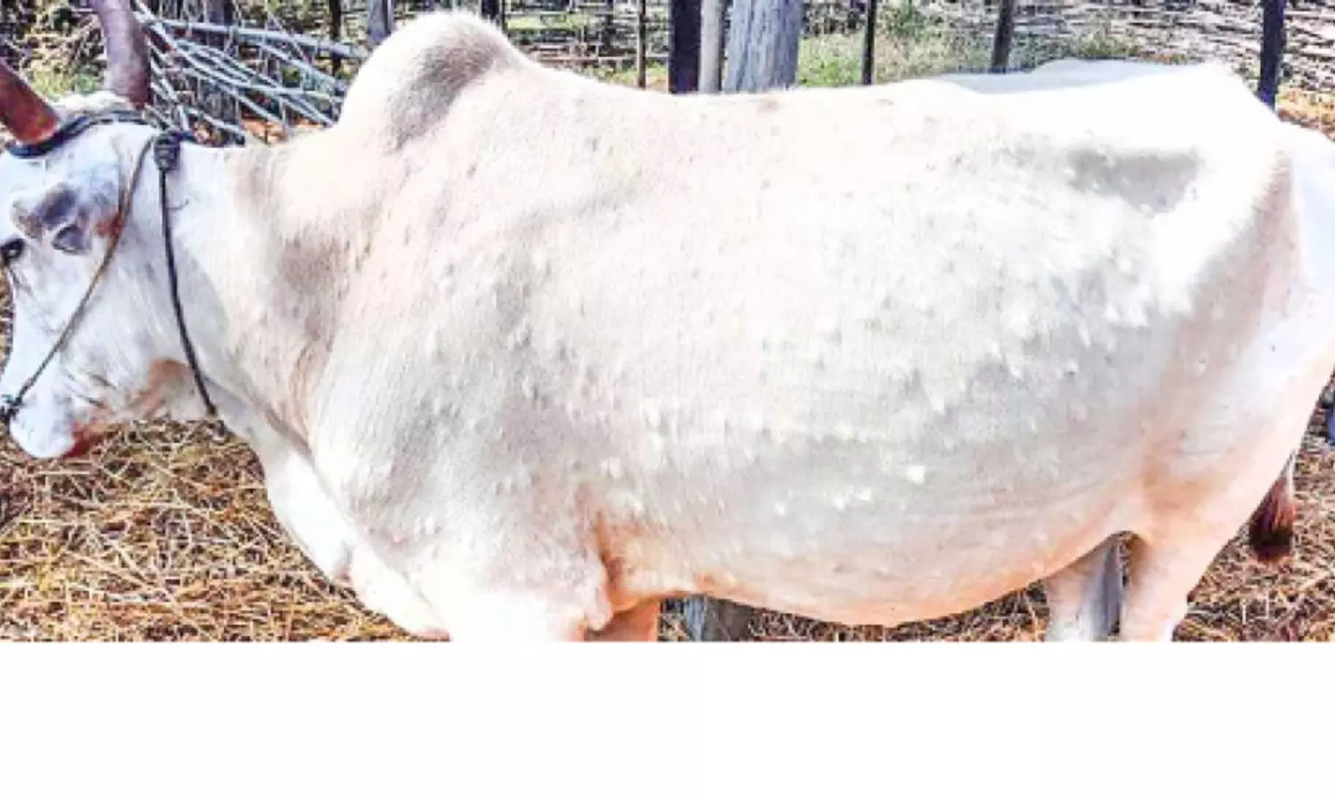 കന്നുകാലികളിൽ ചർമമുഴ വ്യാപകം; ക്ഷീരകർഷകർ ദുരിതത്തിൽ