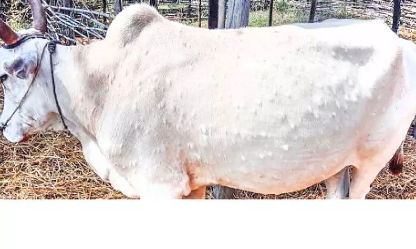 കന്നുകാലികളിൽ ചർമമുഴ വ്യാപകം; ക്ഷീരകർഷകർ ദുരിതത്തിൽ