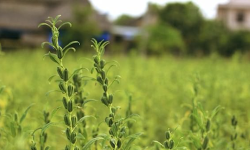 ഓണാട്ടുകരയിലെ എള്ളുപാടങ്ങൾ