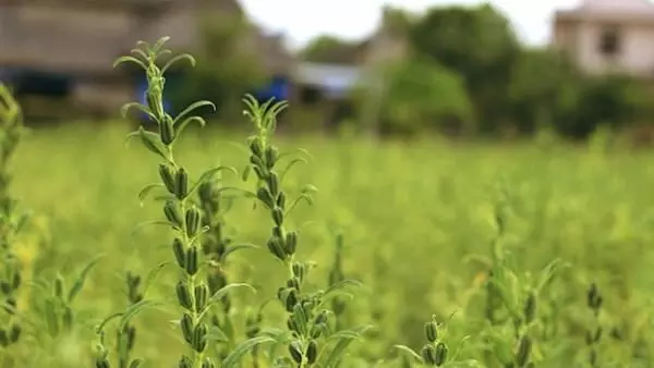 ഓണാട്ടുകരയിലെ എള്ളുപാടങ്ങൾ
