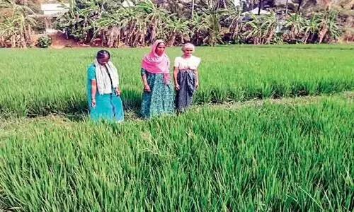 mankara farmers in trouble