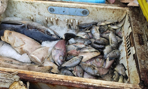 അ​യ​ല, സൂ​ത, തി​ലാ​പ്പി​യ, സ്രാ​വി​ൻെറ ത​ല​ഭാ​ഗം.....; 250 കിലോ പഴകിയ മീൻ പിടികൂടി