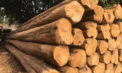 മു​ട്ടി​ൽ മ​രം​മു​റി കേ​സ് അ​ട്ടി​മ​റി​ക്കാ​ൻ നീ​ക്കം; അ​ന്വേ​ഷി​ച്ച ഉ​ദ്യോ​ഗ​സ്ഥ​ൻ അ​വ​ധി​യി​ൽ