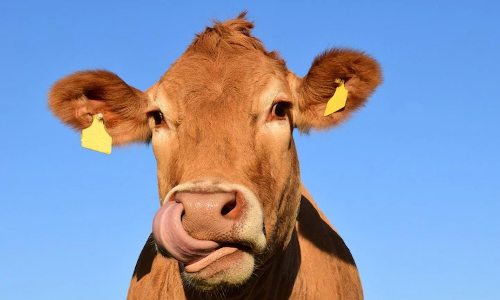 വിദ്യാർഥികളെ കാമധേനു പശു ശാസ്​ത്ര പരീക്ഷയെഴുതാൻ പ്രോത്സാഹിപ്പിക്കണം; യൂനിവേഴ്​സിറ്റികളോട്​ യു.ജി.സി