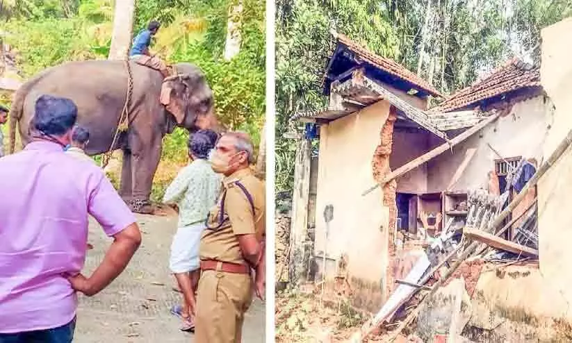 pathanamthitta elephant attack