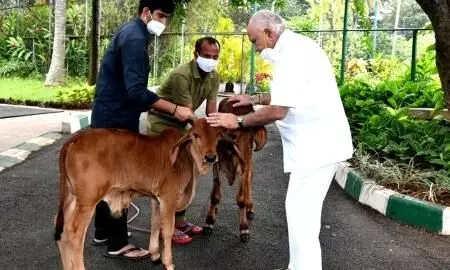 Nod to anti-cow slaughter bill: Only buffalo meat in Karnataka Nod to anti-cow slaughter bill: Only buffalo meat in Karnataka