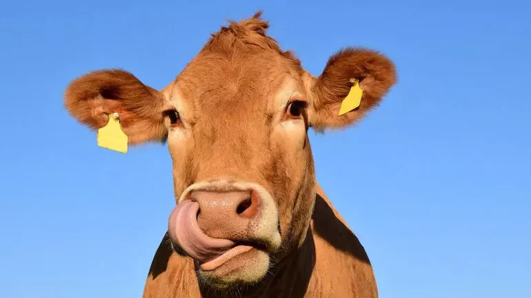 വിദ്യാർഥികളെ കാമധേനു പശു ശാസ്​ത്ര പരീക്ഷയെഴുതാൻ പ്രോത്സാഹിപ്പിക്കണം; യൂനിവേഴ്​സിറ്റികളോട്​ യു.ജി.സി