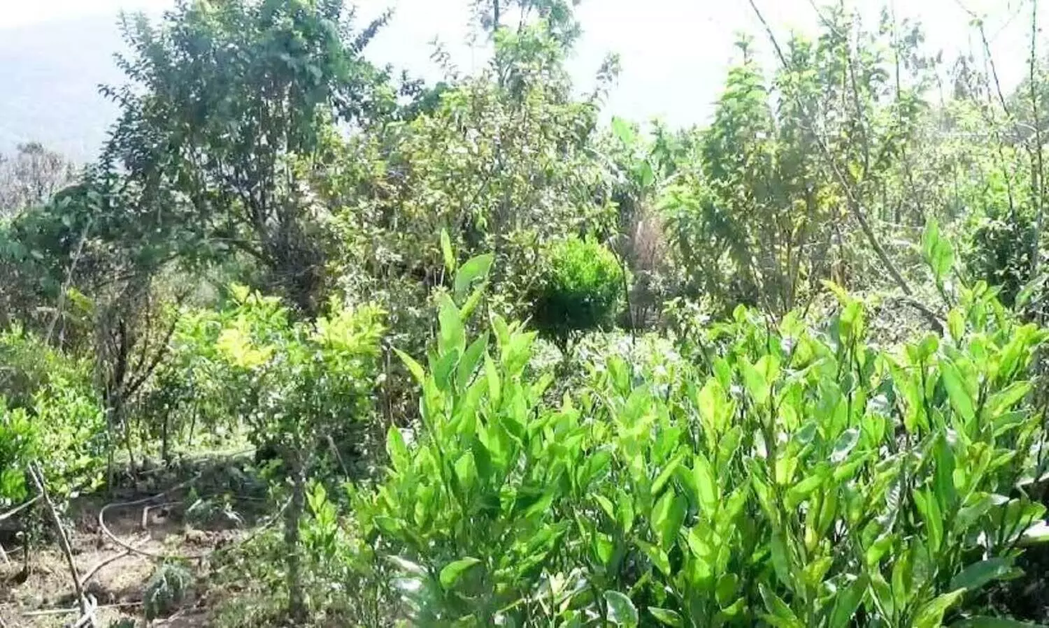 ഓ​റ​ഞ്ച് ക​ര്‍ഷ​ക​ര്‍ പ്ര​തി​സ​ന്ധി​യി​ല്‍