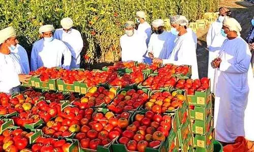 ഉപഭോഗം കുറഞ്ഞു, തക്കാളി വിലകുത്തനെ ഇടിഞ്ഞു ഉപഭോഗം കുറഞ്ഞു, തക്കാളി വിലകുത്തനെ ഇടിഞ്ഞു