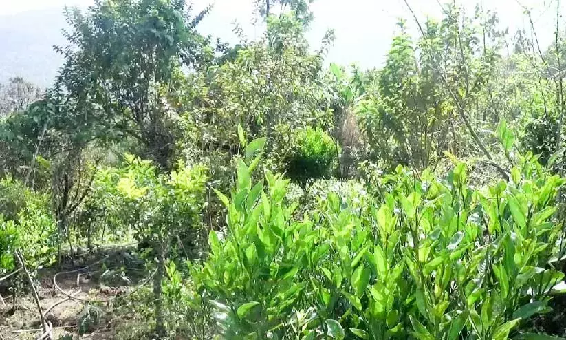 ഓ​റ​ഞ്ച് ക​ര്‍ഷ​ക​ര്‍ പ്ര​തി​സ​ന്ധി​യി​ല്‍